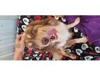Adopt Marty a Australian Shepherd