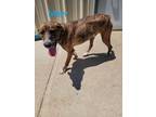 Adopt Marv a Mountain Cur