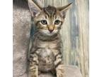Adopt Bamboo a Domestic Short Hair