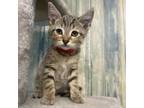 Adopt Basil a Domestic Short Hair