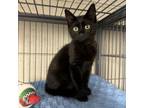 Adopt Magic a Domestic Short Hair
