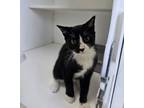 Adopt Shoe a Domestic Short Hair