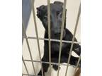Adopt Black Fury a Shepherd, Mixed Breed