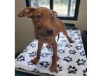 Adopt Drummer Boy a Shepherd, Mixed Breed