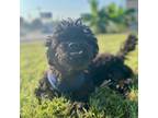 Adopt Tally a Mixed Breed