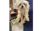 Adopt Uncle Ernie a Mixed Breed
