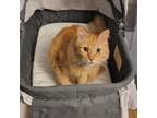 Adopt Fluffy a Domestic Long Hair