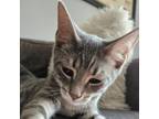 Adopt Dewey a Domestic Short Hair