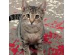 Adopt Journey a Domestic Short Hair