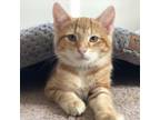 Adopt Oliver a Domestic Short Hair