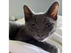 Adopt Huey a Domestic Short Hair