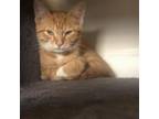 Adopt Gabe a Domestic Short Hair