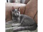 Adopt Louie a Domestic Short Hair