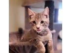 Adopt Oscar a Domestic Short Hair