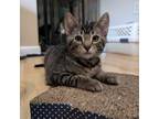 Adopt Dredge a Domestic Short Hair