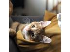 Adopt Asher a Domestic Short Hair