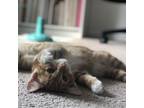 Adopt Leo a Domestic Short Hair