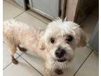 Adopt Coqui a Bichon Frise, Poodle
