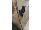 Adopt Indy a Great Dane, Labrador Retriever