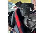 Adopt Lincoln a Great Dane, Labrador Retriever