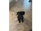 Adopt Lucky a Great Dane, Labrador Retriever
