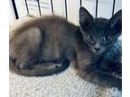 Adopt Trident a Domestic Short Hair
