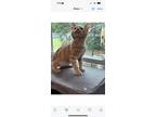 Adopt Pork Chop a Domestic Short Hair