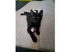 Adopt Butchie a Domestic Short Hair