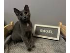Adopt Bagel a Domestic Short Hair