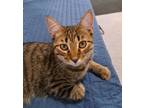 Adopt Micah a Domestic Short Hair