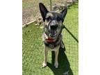 Adopt Marc a German Shepherd Dog