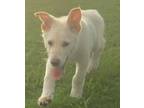 Adopt Shiroi a German Shepherd Dog