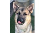 Adopt Jackson a German Shepherd Dog