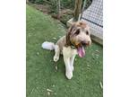 Adopt Walter a Standard Poodle, Labrador Retriever
