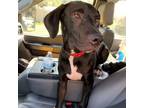 Adopt [phone removed] Buster a Great Dane, Labrador Retriever