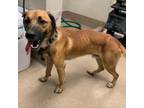 Adopt [phone removed] Dennis a Black Mouth Cur