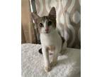 Adopt Jimmy a Domestic Short Hair