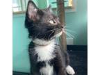 Adopt Elmo a Domestic Short Hair