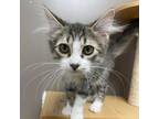 Adopt Maurice a Domestic Long Hair