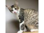 Adopt Julian a Domestic Medium Hair