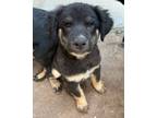 Adopt Kaiser a Rottweiler