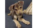 Adopt Kemp a Rottweiler