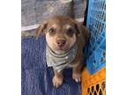Adopt Kellen a Rottweiler
