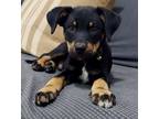 Adopt Kyson a Rottweiler