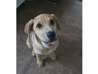 Adopt Kiefer a Rottweiler
