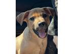 Adopt Kelso a Rottweiler