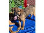 Adopt Kilo a Rottweiler