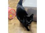Adopt Oreo a Domestic Short Hair