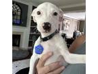 Adopt Snoop a Mixed Breed
