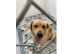 Adopt Benjamin Banana Bread a Labrador Retriever, Retriever